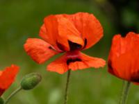 Orientalischer Mohn